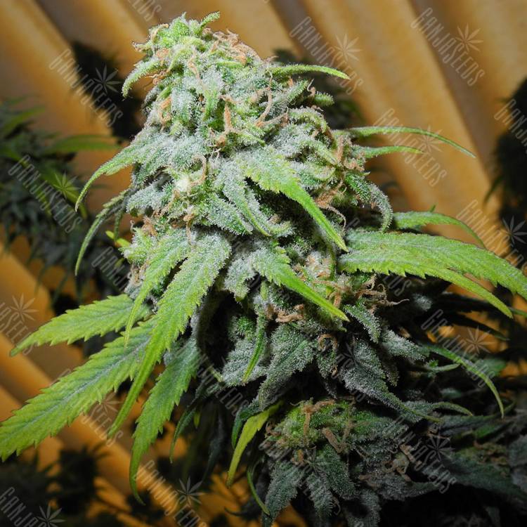 урожайные семена конопли Super Silver Haze CBD feminised Green House Seeds урожайные семена конопли Super Silver Haze CBD feminised Green House Seeds