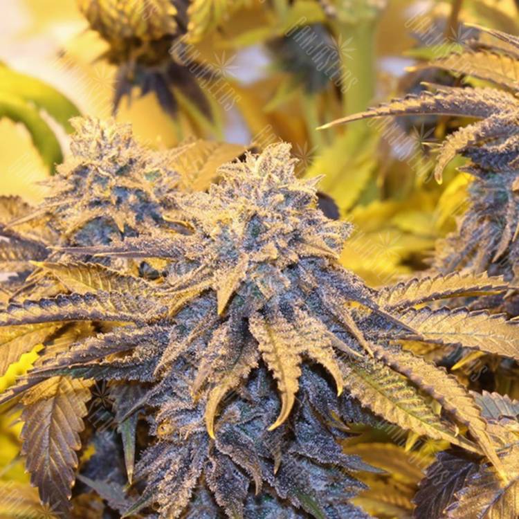 Bubba Kush feminised Dinafem Seeds