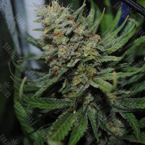 Auto Super Critical regular Ganja Seeds