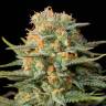 семена конопли медицинских сортов Amnesia CBD feminised Dinafem Seeds