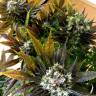 семена конопли Россия White Berry feminised Paradise Seeds семена конопли Россия White Berry feminised Paradise Seeds