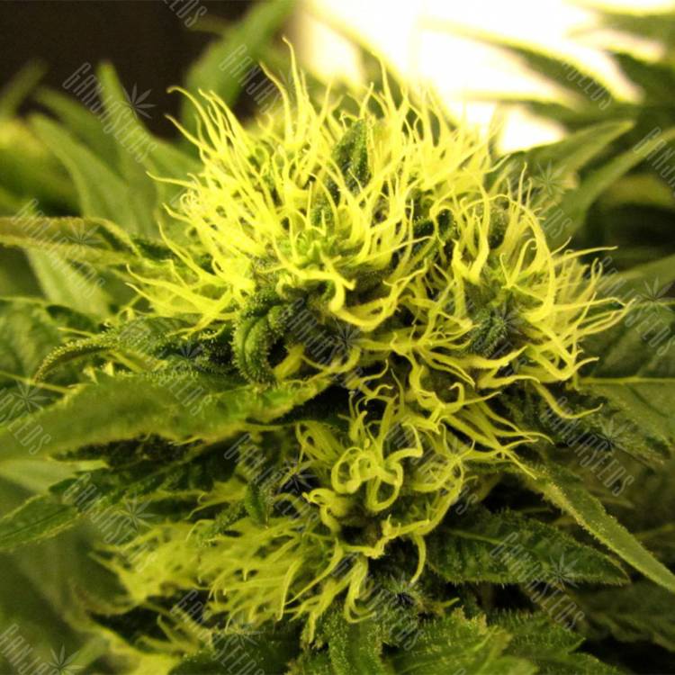 купить семена конопли White Berry feminised Paradise Seeds купить семена конопли White Berry feminised Paradise Seeds