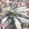 заказ семян конопли Москва White Berry feminised Paradise Seeds заказ семян конопли Москва White Berry feminised Paradise Seeds