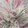 семена индийской конопли White Berry feminised Paradise Seeds семена индийской конопли White Berry feminised Paradise Seeds