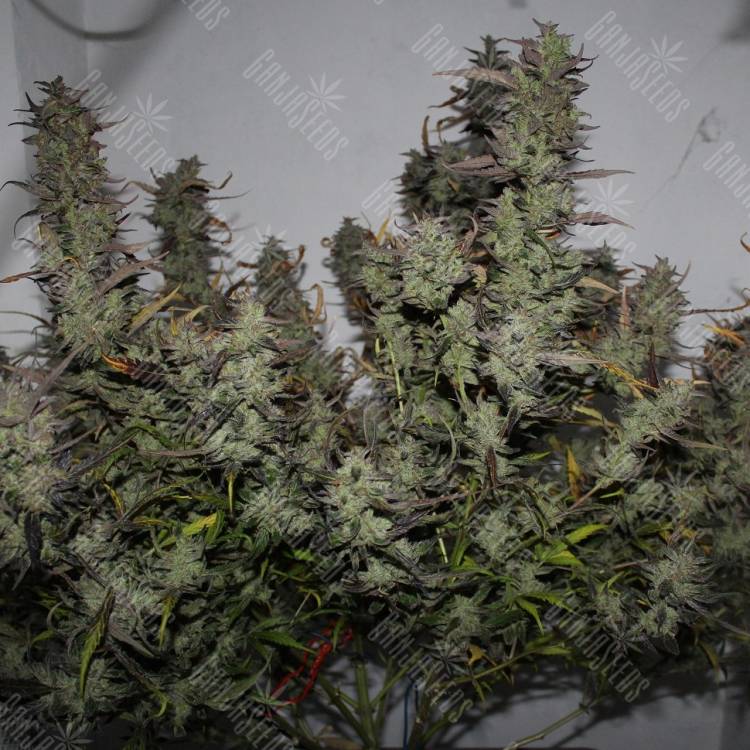 Auto White Widow x AK feminised Ganja Seeds