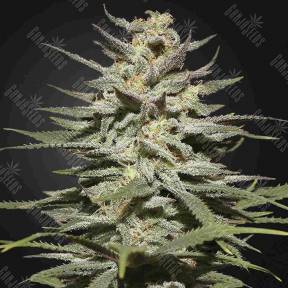 Super Lemon Haze CBD feminised Green House Seeds