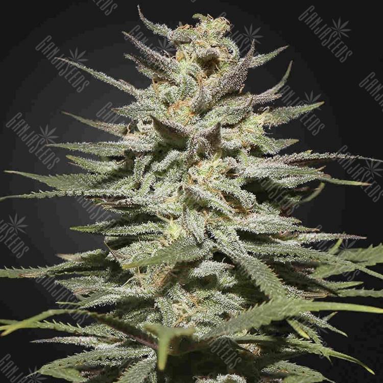 семена конопли Super Lemon Haze CBD feminised Green House Seeds семена конопли Super Lemon Haze CBD feminised Green House Seeds