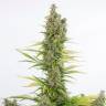 семена конопли Dinafem Seeds семена конопли Dinafem Seeds