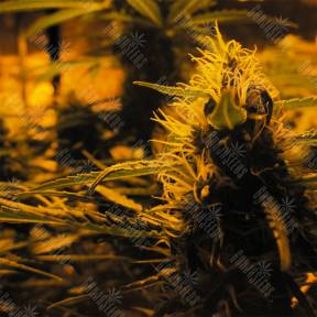 Auto Lowryder #2 feminised Doctors Choice