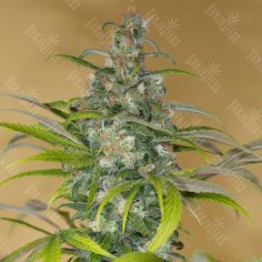 Blue Dream CBD feminised Humboldt Seeds