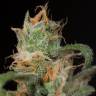 семена конопли элитных сортов Blue Dream CBD feminised Humboldt Seeds семена конопли элитных сортов Blue Dream CBD feminised Humboldt Seeds