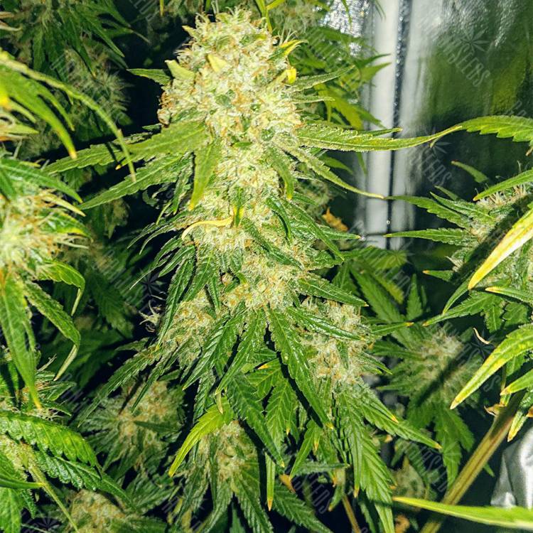 урожайные семена конопли Haze 1 feminised Nirvana Seeds