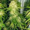 урожайные семена конопли Haze 1 feminised Nirvana Seeds