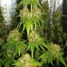 семена конопли недорого Haze 1 feminised Nirvana Seeds