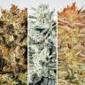 семена конопли Indica Champions Pack feminised Paradise Seeds