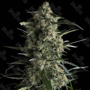 Galaxy CBD feminised Pyramid Seeds
