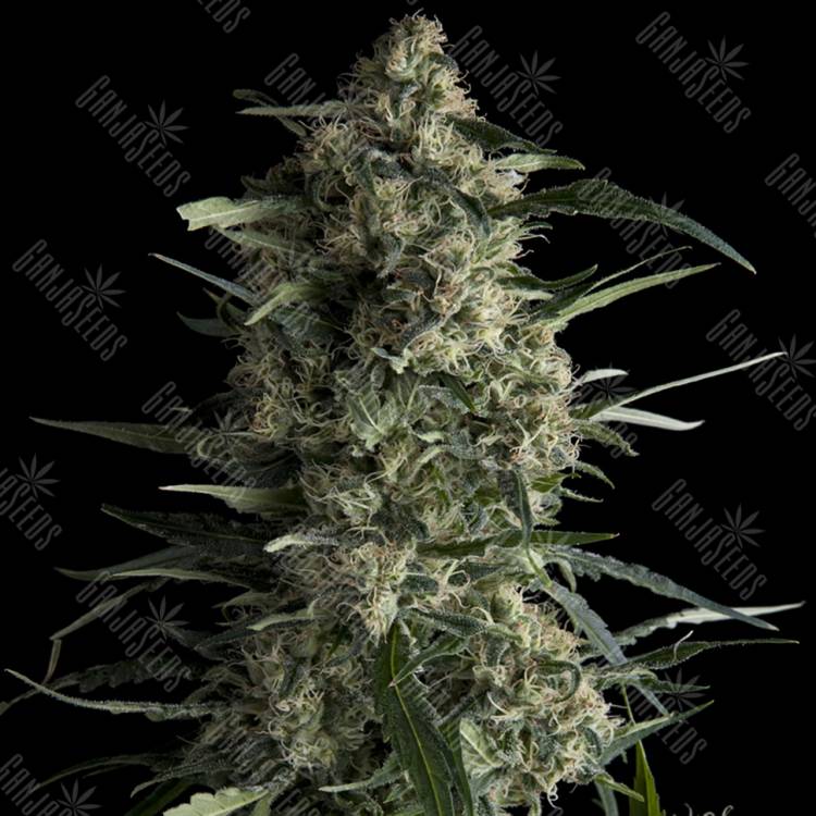 семена конопли медицинской Galaxy CBD feminised Pyramid Seeds