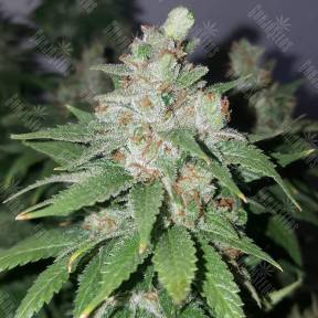 Medical Mass CBD feminised Royal Queen