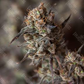 Sweet Pure CBD feminised Sweet Seeds