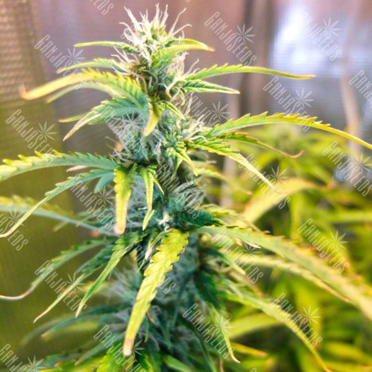 Green Crack fem купить конопляные семена в интернете Green Crack fem купить конопляные семена в интернете
