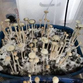 Panaeolus Cyanescens Aussi X Bali Indonesia