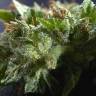 семена конопли марихуаны Morhine feminised семена конопли марихуаны Morhine feminised