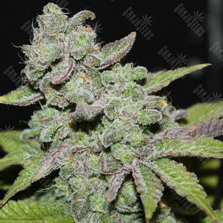семена конопли для курения Afgooey feminised Strain Hunters Seeds семена конопли для курения Afgooey feminised Strain Hunters Seeds