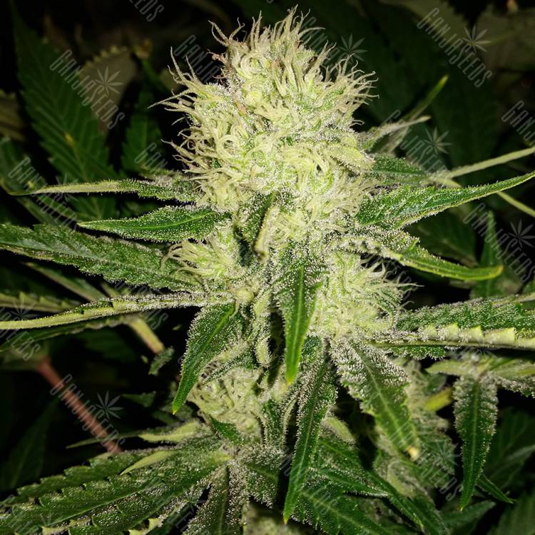 Cheese feminised Dinafem Seeds