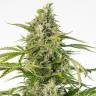 семена конопли Auto Cheese CBD feminised Dinafem Seeds семена конопли Auto Cheese CBD feminised Dinafem Seeds