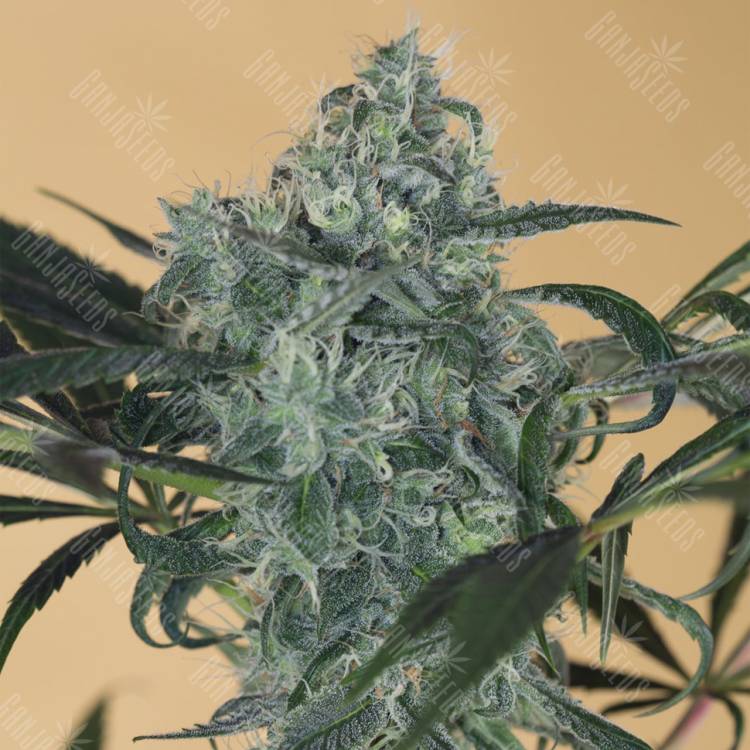 семена конопли гидропоники Green Crack CBD feminised Humboldt Seeds