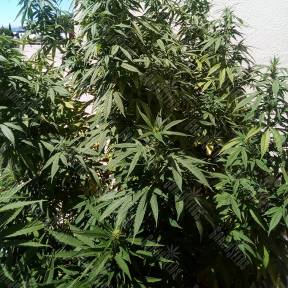 Ice feminised Nirvana Seeds