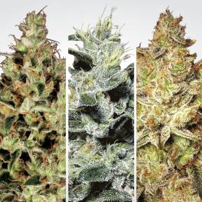 Sativa Champions Pack feminised Paradise Seeds