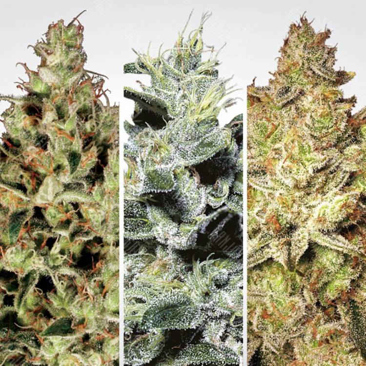 семена конопли наложенным платежом Sativa Champions Pack feminised Paradise Seeds семена конопли наложенным платежом Sativa Champions Pack feminised Paradise Seeds