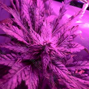 Sweet Skunk F1 Fast Version feminised Sweet Seeds