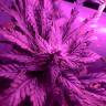 семена конопли для курения Sweet Skunk F1 Fast Version feminised Sweet Seeds