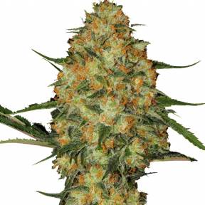 Flowershell Bomb feminised Ganja Seeds
