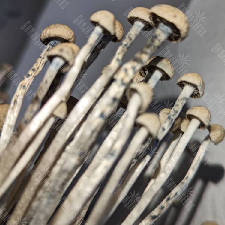 купить споры псилоцибиновых грибов Panaeolus Cyanescens Hawaii купить споры псилоцибиновых грибов Panaeolus Cyanescens Hawaii