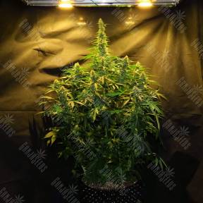 Auto Northern Lights x White Widow feminised Ganja Seeds
