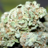 семена конопли почтой Blue Power feminised