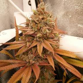 Ladyburn 1974 feminised Ganja Seeds