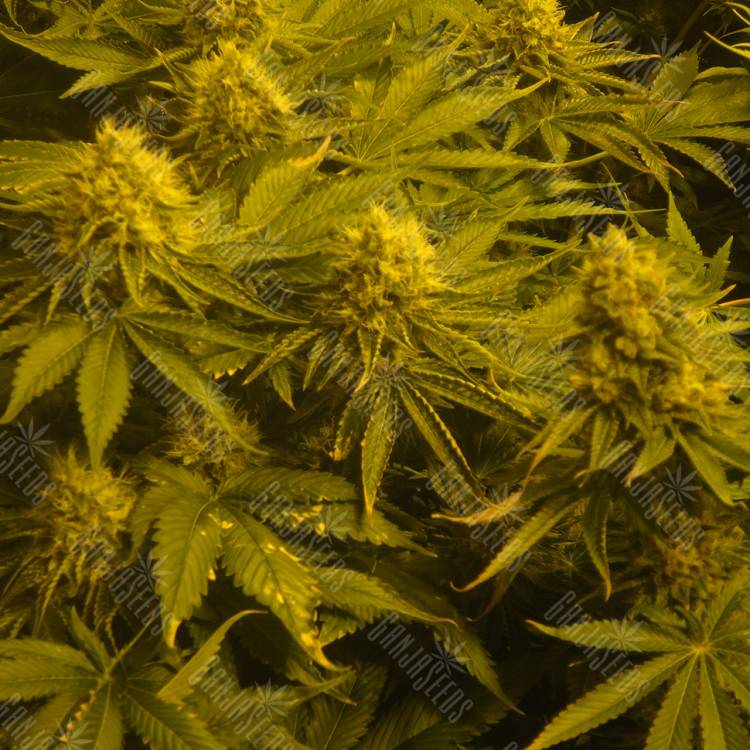 семена конопли медицинской Auto Pineapple regular семена конопли медицинской Auto Pineapple regular