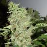 семена конопли гидропоники Big Tooth feminised Strain Hunters Seeds семена конопли гидропоники Big Tooth feminised Strain Hunters Seeds