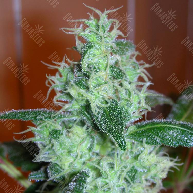Skunk #11 feminised Dutch Passion Seeds Skunk #11 feminised Dutch Passion Seeds