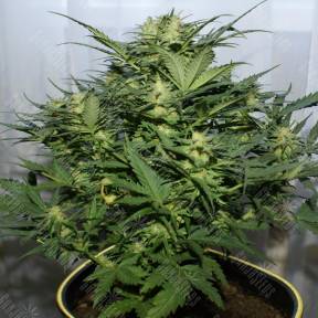 Auto Baiterek feminised Bang Seeds