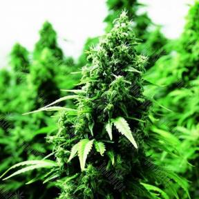 Auto OGRE feminised Doctors Choice