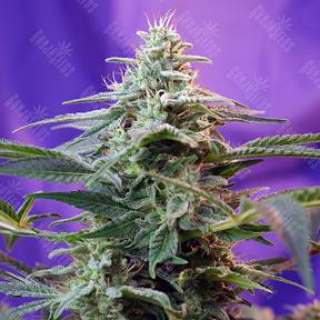 Sweet Special F1 Fast Version feminised Sweet Seeds