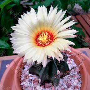 Astrophytum niveum var. nudum