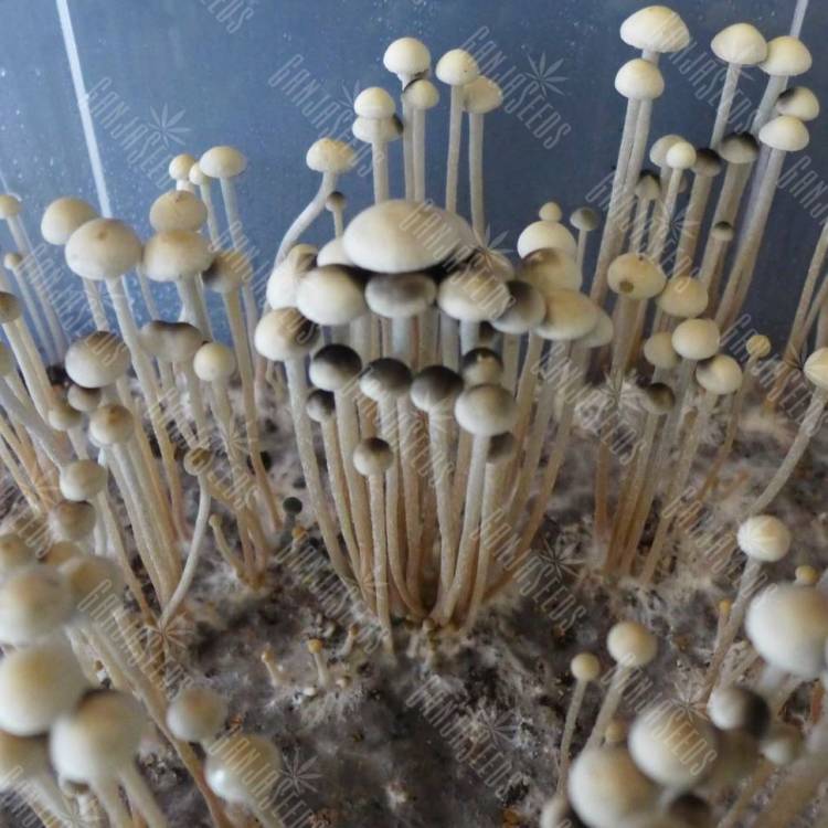 споры галлюциногенные грибы купить Panaeolus Nec D