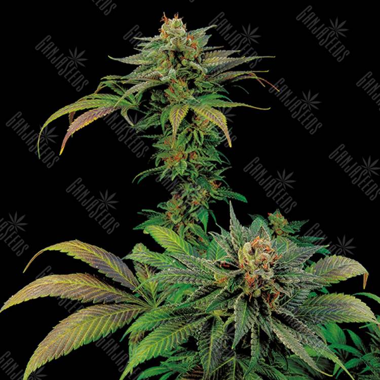 заказ семян конопли White Widow x Somango feminised заказ семян конопли White Widow x Somango feminised