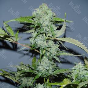 Auto Balkhash feminised Bang Seeds
